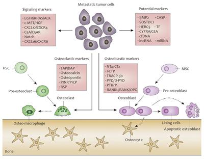 Predictive and Prognostic Biomarkers for Lung Cancer Bone Metastasis and Their Therapeutic Value